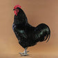 Black Jersey Giant rooster