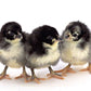 Black Jersey Giant baby chicks
