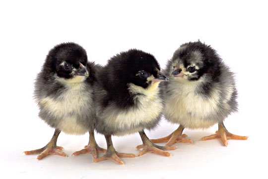 Black Jersey Giant baby chicks