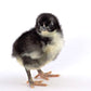 Black Jersey Giant baby chick