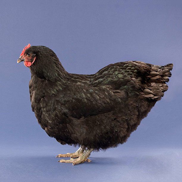 Black Rifle Chicken Black Giant Chickens