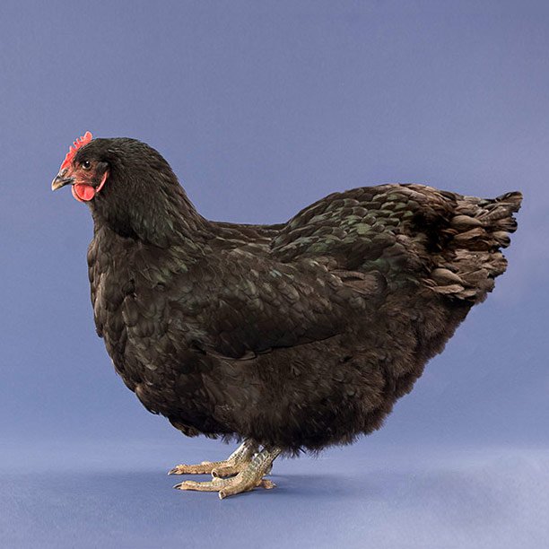 Black Jersey Giant chicken