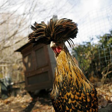 Baby Chicks: Golden Laced Polish