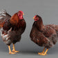 Blue Laced Red Wyandotte rooster and hen