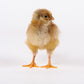 Blue Laced Red Wyandotte baby chicks