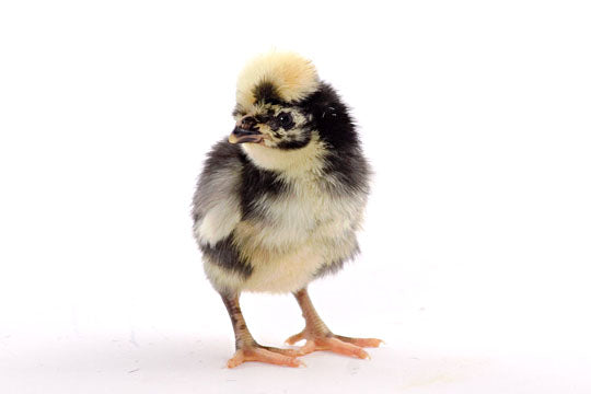 Baby Chicks: White Crested Black Polish