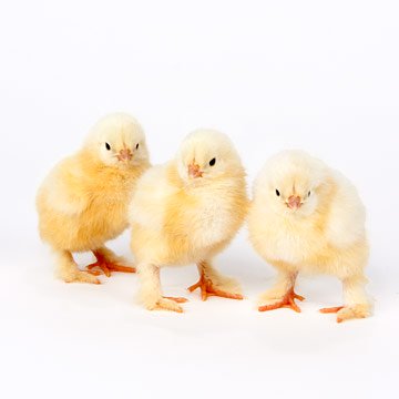 Baby Chicks: White Cochin