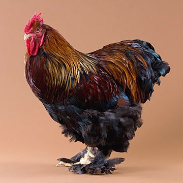Baby Chicks: Partridge Cochin