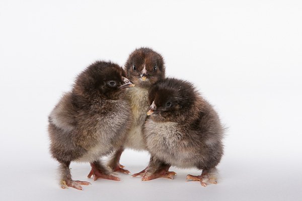 Baby Chicks: Partridge Cochin