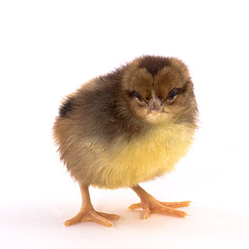 Baby Chicks: Speckled Sussex
