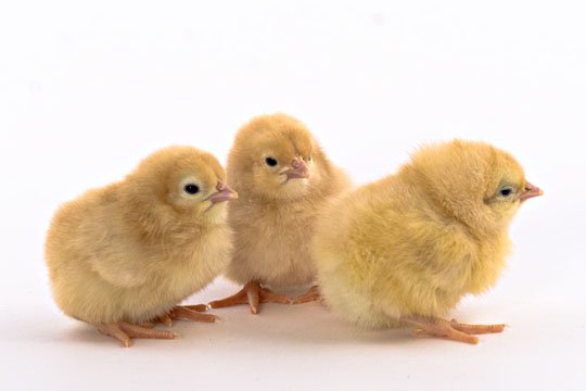 Buff Orpington baby chicks