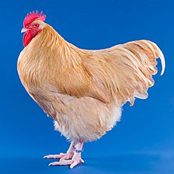 Buff Orpington rooster