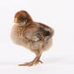 Baby Chicks: Partridge Penedesenca