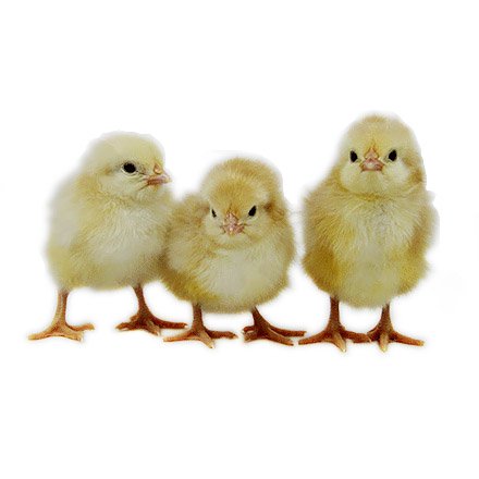 Jubilee Orpington chicks