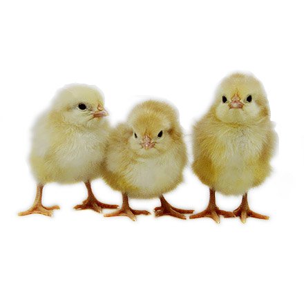 Baby Chicks: Jubilee Orpington