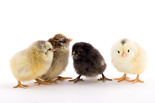 Easter Egger bantam chicks