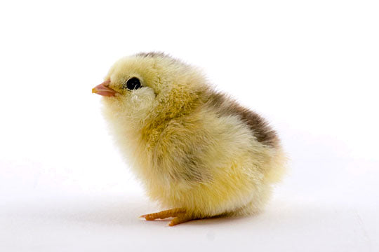 Easter Egger bantam chick