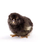 Baby Chicks: Easter Egger Bantam