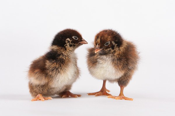 Barnevelder chicks
