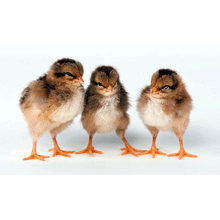 Welsummer Bantam baby chicks 