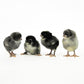 Olive Egger chicks