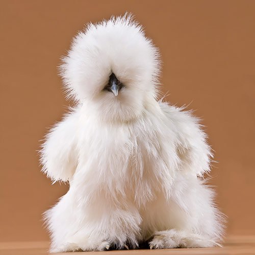 Baby Chicks: White Silkie Bantam