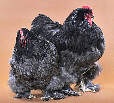 Blue Cochin hen and rooster