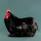 Black Cochin rooster