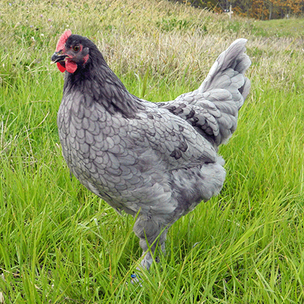 Blue Copper Marans chickens