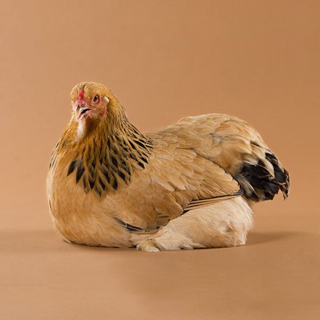 Buff Brahma chicken