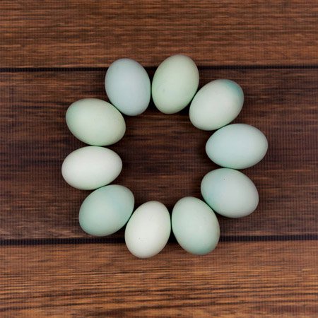 Blue Eggs from a Bountiful Blue Egg Layer Chicken 