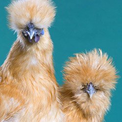 Baby Chicks: Buff Silkie Bantam