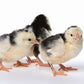 Ancona chicks
