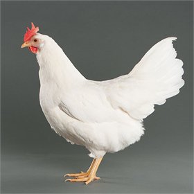 White Leghorn chicken 