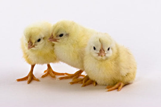 Baby Chicks: White Leghorn