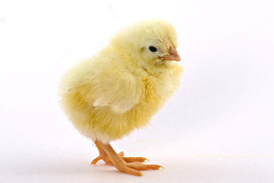 Baby Chicks: White Leghorn