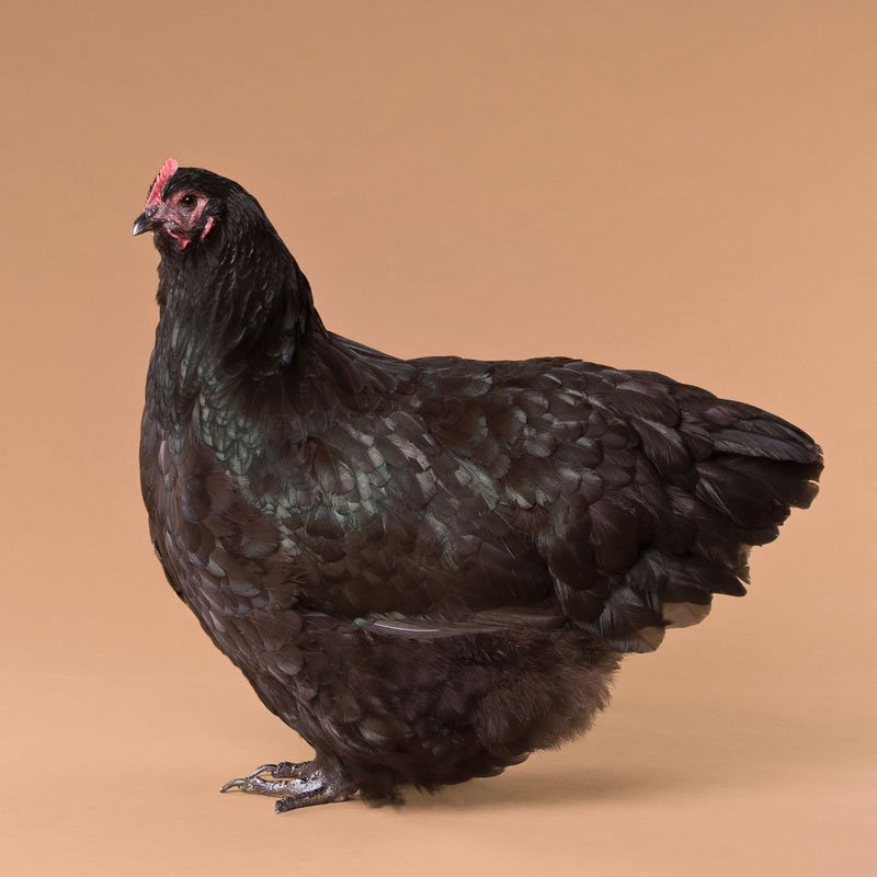 Black Orpington chicken