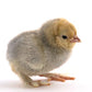 Baby Chicks: Porcelain d'Uccle Bantam