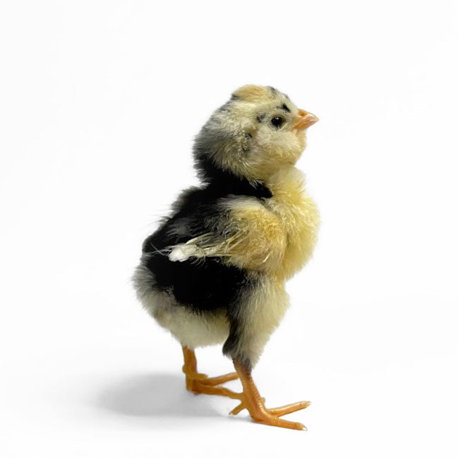 Baby Chicks: Mottled Houdan