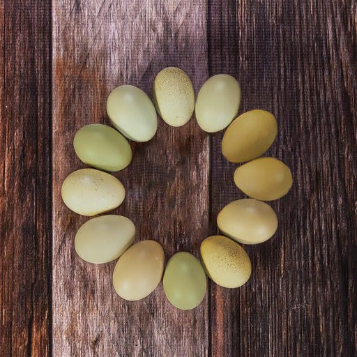  Olive Egger Assortment, Hen Haven Location