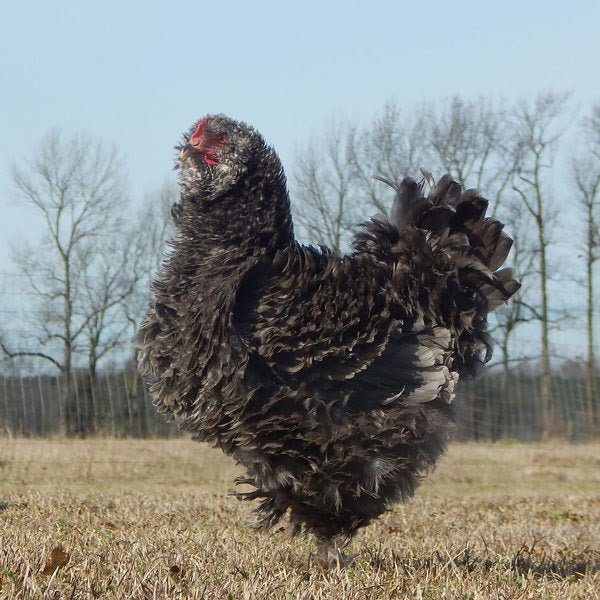 Fun & Funky (a.k.a. chickens of Instagram), Hen Haven Location