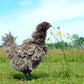 Fun & Funky (a.k.a. chickens of Instagram), Hen Haven Location