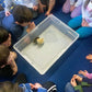 Hatching Eggs: Eggs for Education
