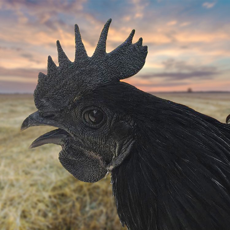 Ayam Cemani rooster