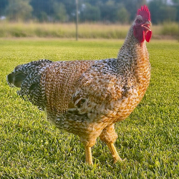 Bielefelder rooster