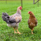 Bielefelder rooster and hen