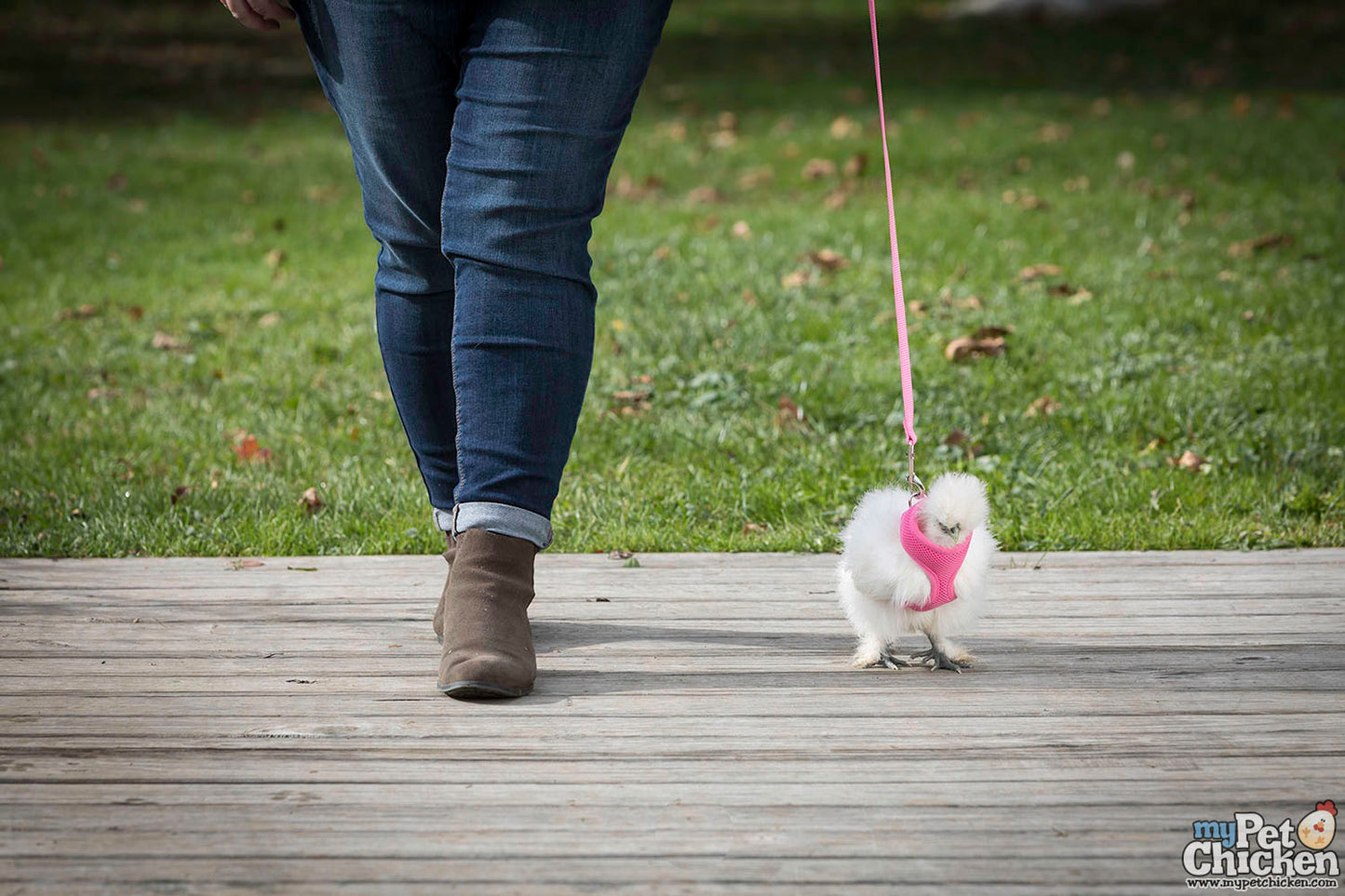 Chicken Harness and Leash