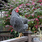 Pullet: Barred Plymouth Rock, Shipping week of