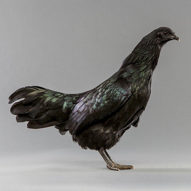 Black Sumatra chicken 