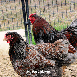 Heritage BBS Blue Laced Red Wyandotte, Backyard Bunch Location